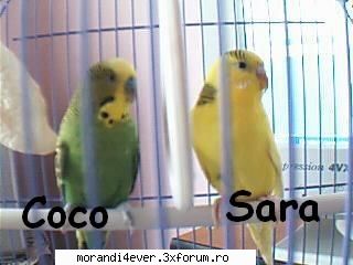 eu am 2 papagali mumosi :zzz: animalele voastre de companie